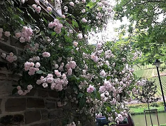 Apartament Mosel Reil